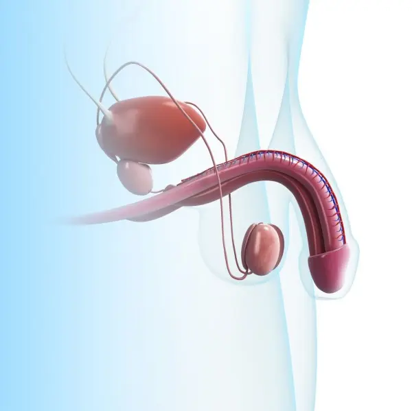 Ilustrace mužského genitálu s důrazem na penis a varlata