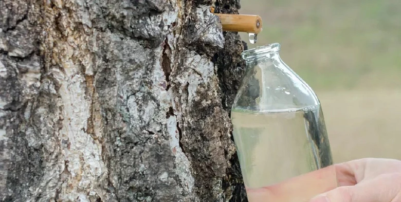 Sběr březové vody do sklenice z kůry břízy
