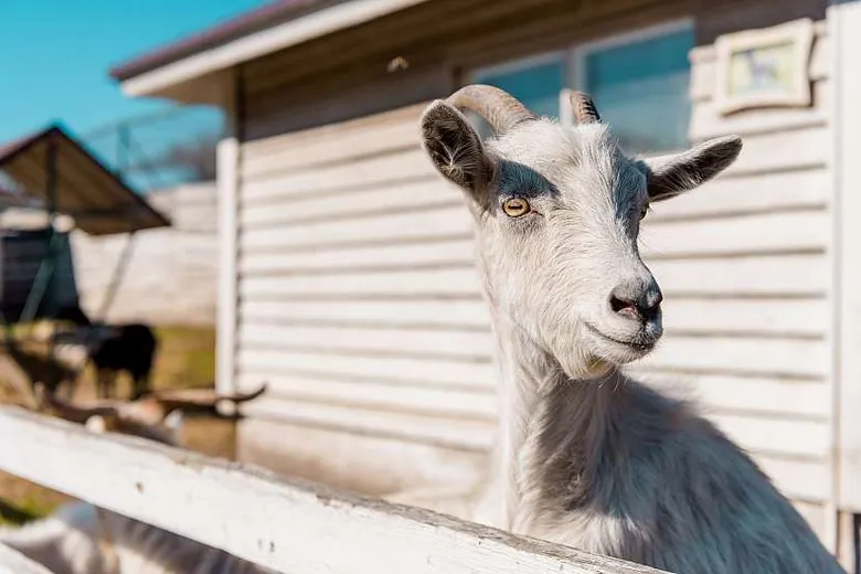 Bílá koza s rohy stojí u plotu na farmě.