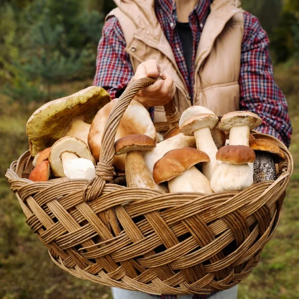 Osoba drží košík plný čerstvě sbíraných lesních hub.