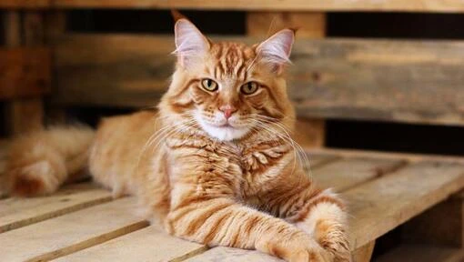 Velká oranžová kočka缅因猫 ležící na dřevěných paletách