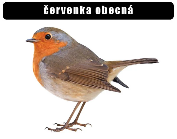 Červenka obecná – pták s oranžovým hrdlem a šedým zády.