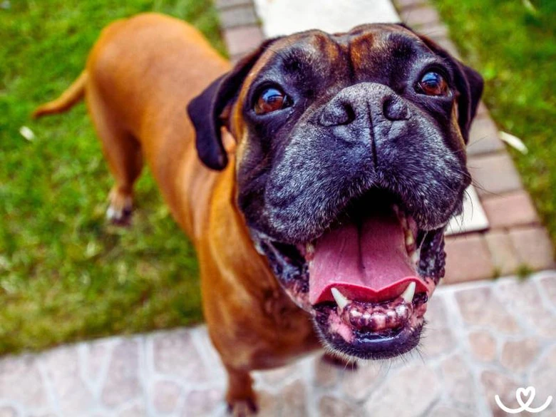 Šťastný boxer pes hledí nahoru venku na trávníku.