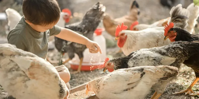 Chlapec krmí slepice na farmě