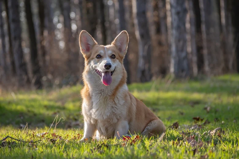 Šťastný welsh corgí sedící na trávníku v lese