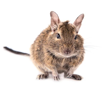 Degu – malá hlodavka s dlouhými ušima.