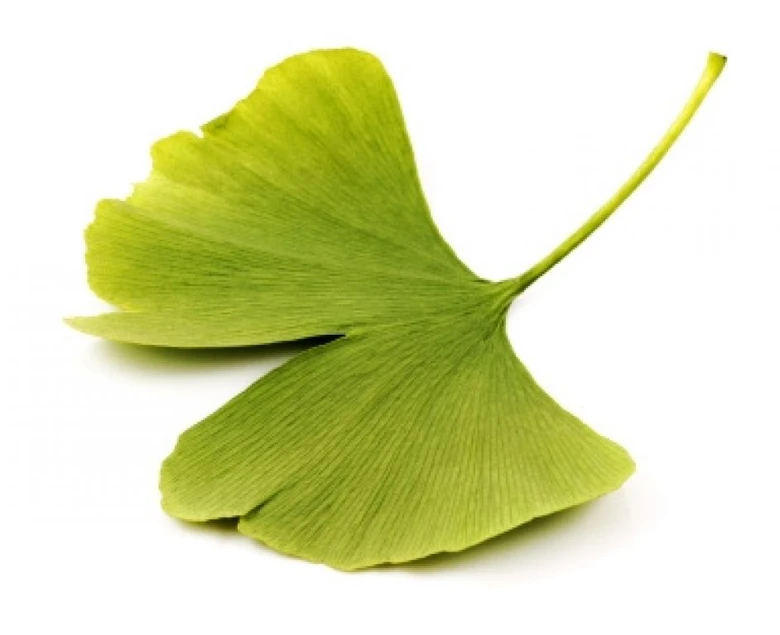 Zelený list Ginkgo biloba na bílém pozadí.
