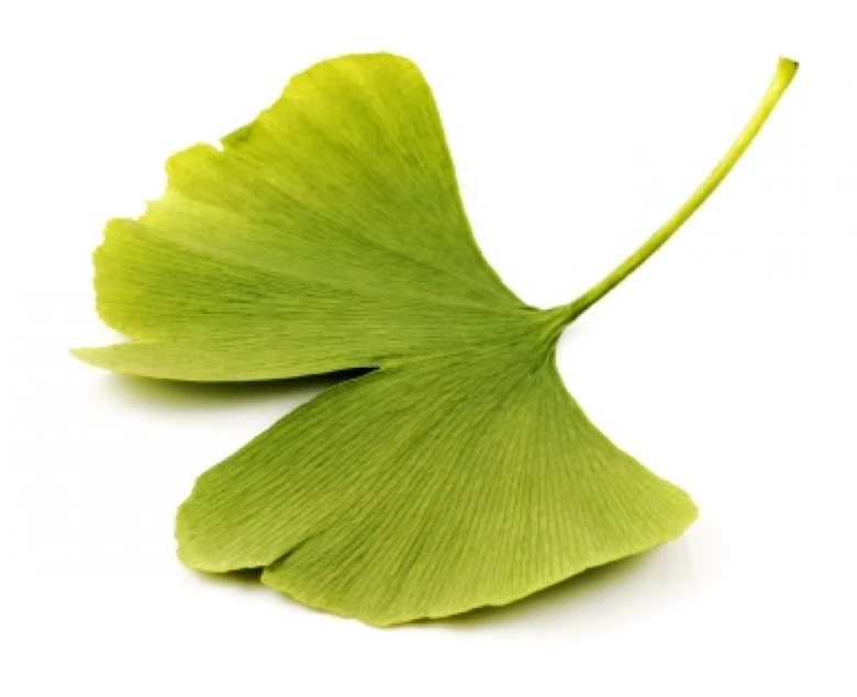 List ginkgo biloba na bílém pozadí