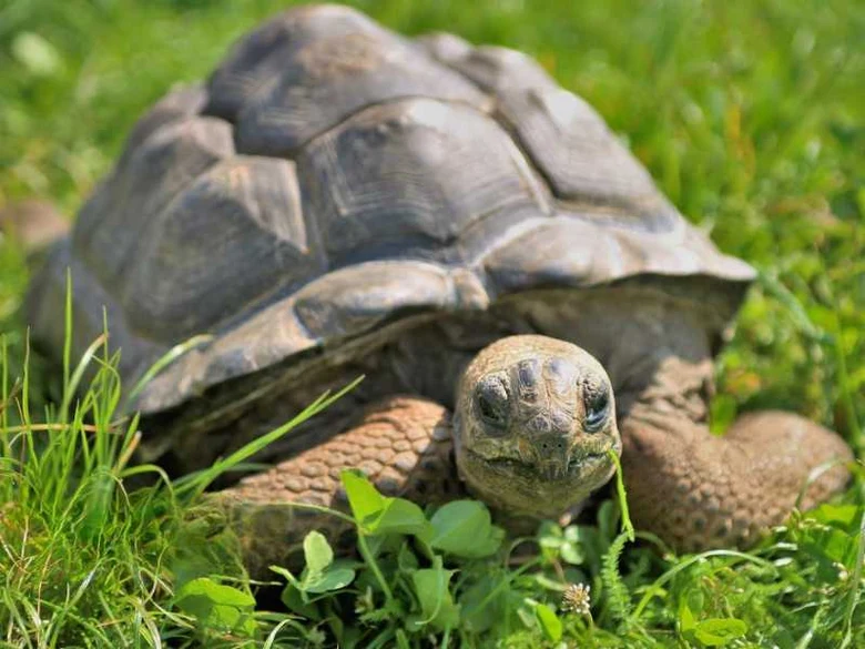 Afričtí sloní želva v trávě na pozadí přírody