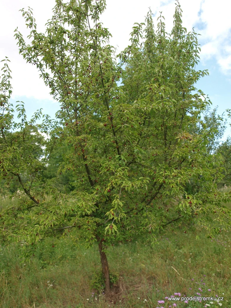 Dřín obecný rostoucí na louce s plody