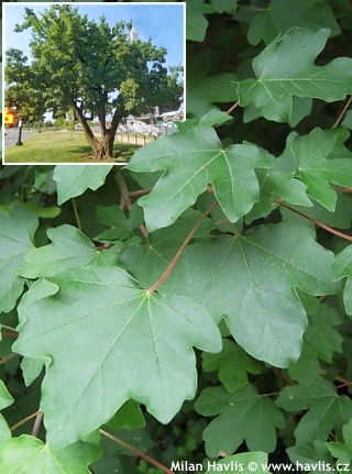 Listopadový javor s charakteristickými listy v parc