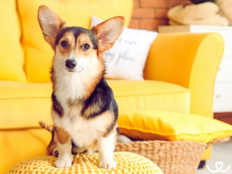 Pembrecký welšský corgi sedí na žlutém gauči v interiéru.