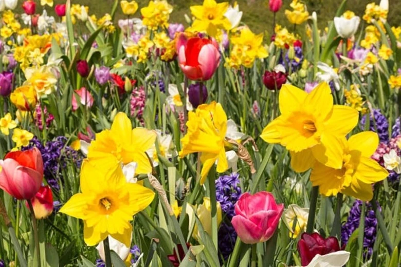 Rozmanité jarní květiny v zahradě, narcisy a tulipány.
