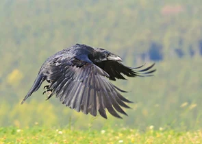 Velký krkavec v letu nad zelenou travní plochou.