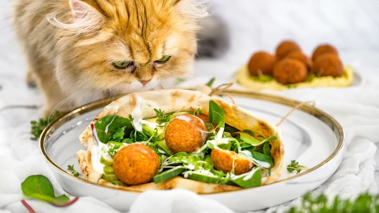 Konečný výsledek: Falafele v pitě s čerstvou zeleninou.