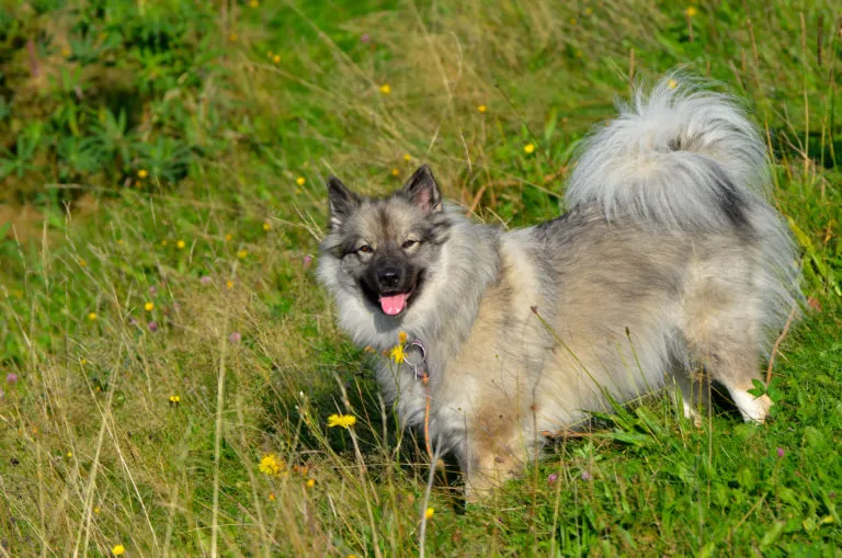 Keeshond štěstí na trávníku s květinami