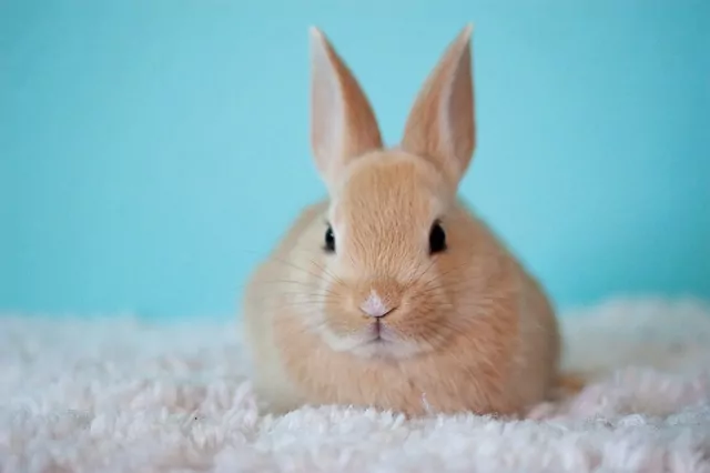 Portrét králíka domácího chovu na bílém povrchu.