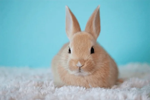 Malý zakrslý králík na bílém koberci před tyrkysovou základnou