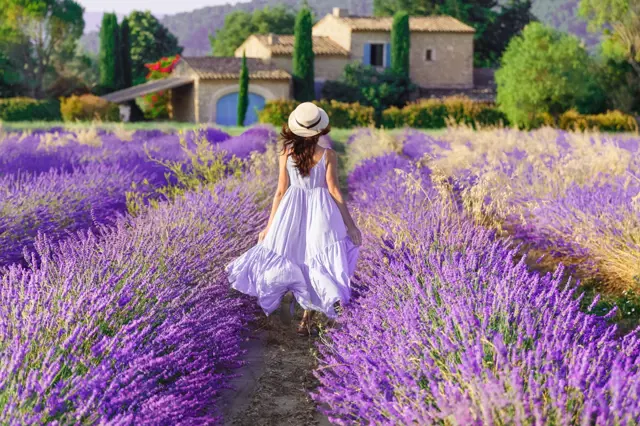 Žena prochází fialovou levandulí k domu v Provence.
