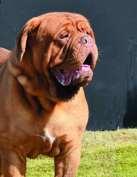 Portrét bordeauxské dogy na trávníku před tmavou zdí.