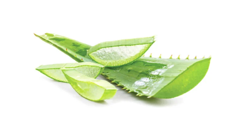 Zelené listy aloe vera s vnitřním želé na bílém pozadí