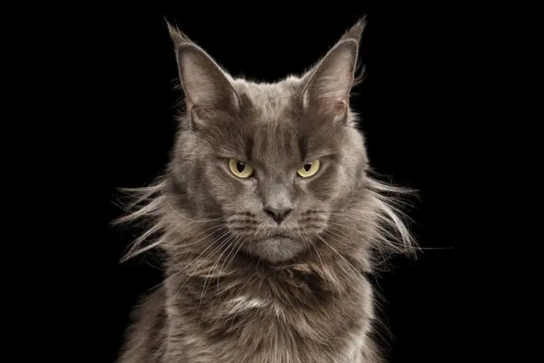 Šedá maine coon kočka s žlutýma očima na černém pozadí