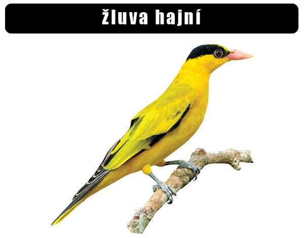 Žluva hajní chov a péče: kompletní návod pro úspěšný chov