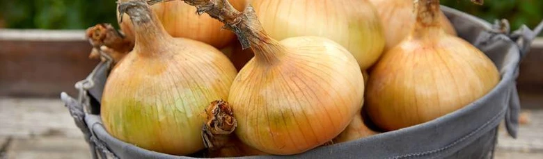 Čerstvé žluté cibule v kovovém koši na dřevě.