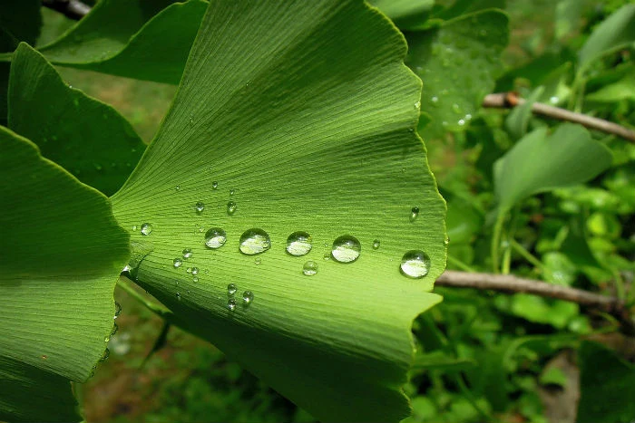 Listek Ginkgo Biloba s kapkami vody na listu.
