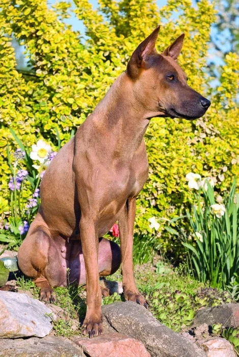 Thajský ridgeback sedící na skále v zahradě