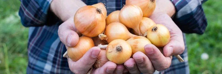 Ruce drží čerstvé cibule v zahradě
