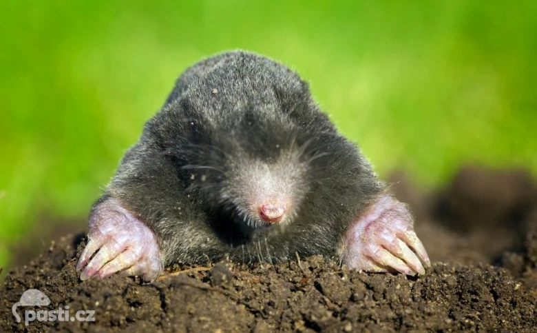 Krtk v zahradě vyhrabávající se z půdy