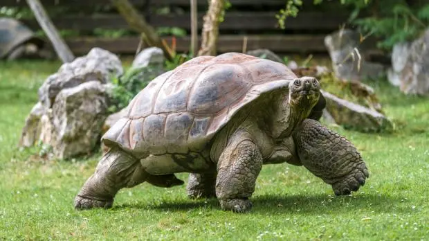 Velká želva sloní chodící po trávě v zátiší s kameny.