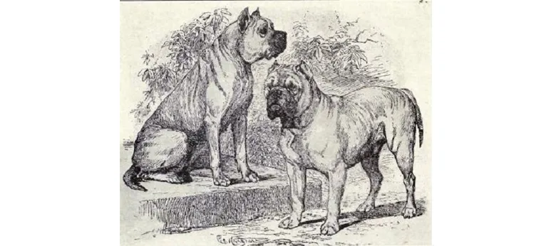 Ilustrace dvou plemen psů připomínajících bordeauxskou dognu.