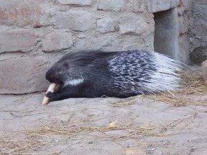 Dikobraz srstnatonosý leží na zemi u kamenné zeď.