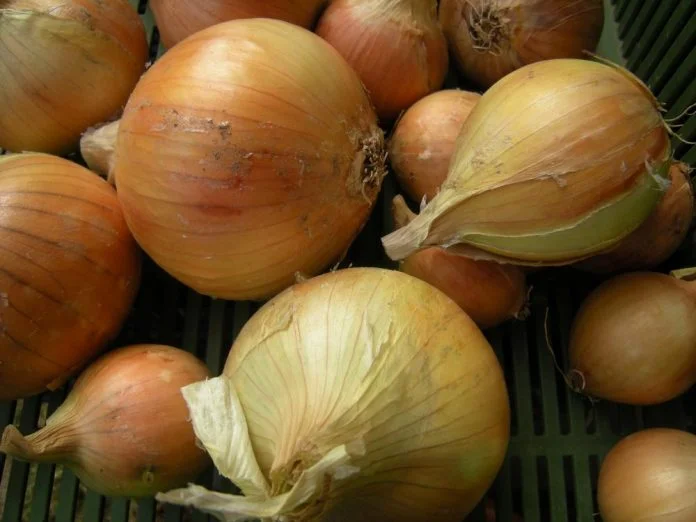 Zralé cibule připravené k sklizni nebo skladování.