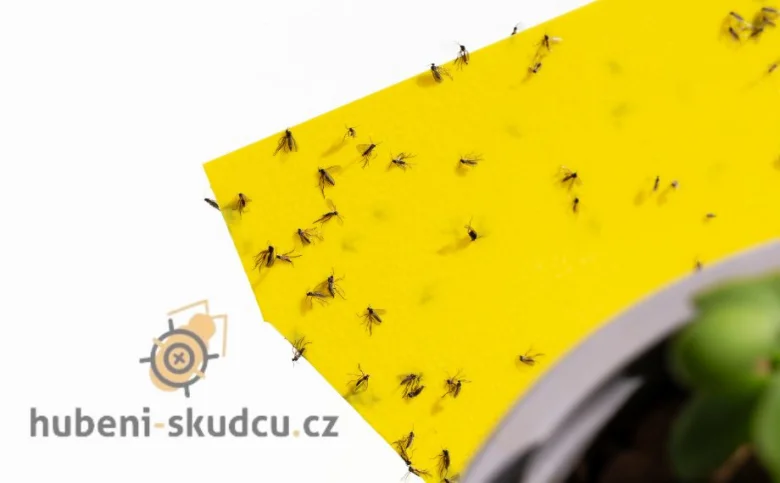 Žlutá lepicí past pro mušky v květináči s chycenými hmyzem