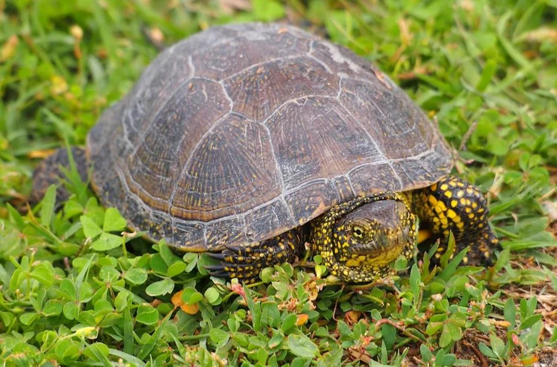 Želva bahenní v trávníku s květinami