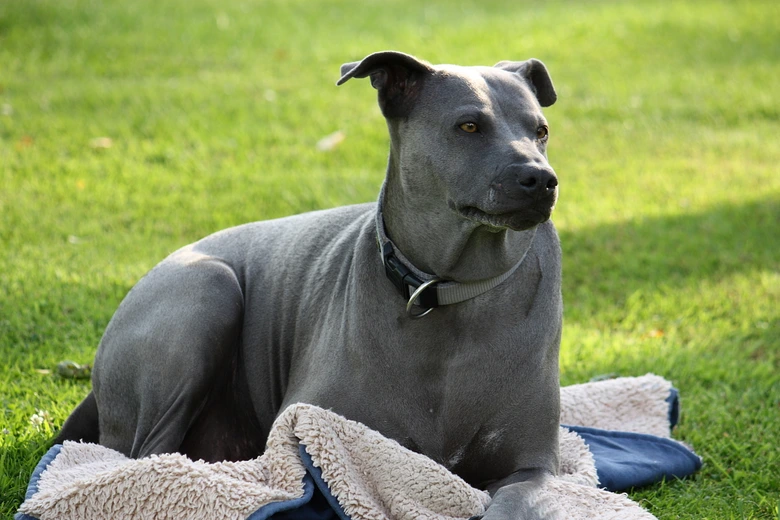 Šedý thajský ridgeback leží na trávníku.