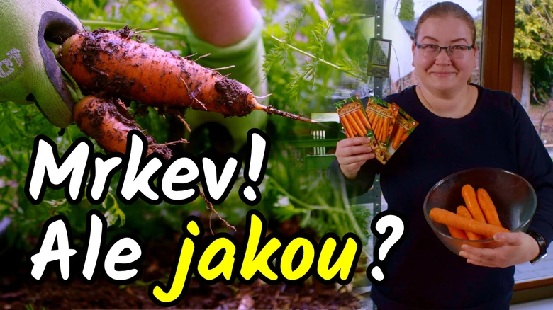 Čerstvá mrkev vytažená z půdy s semínky v ruce.