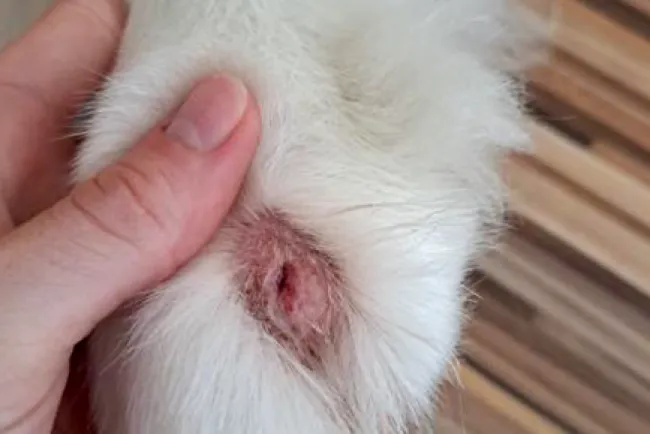 Zánětlivá pokožka psa s odlupnutým chlupem
