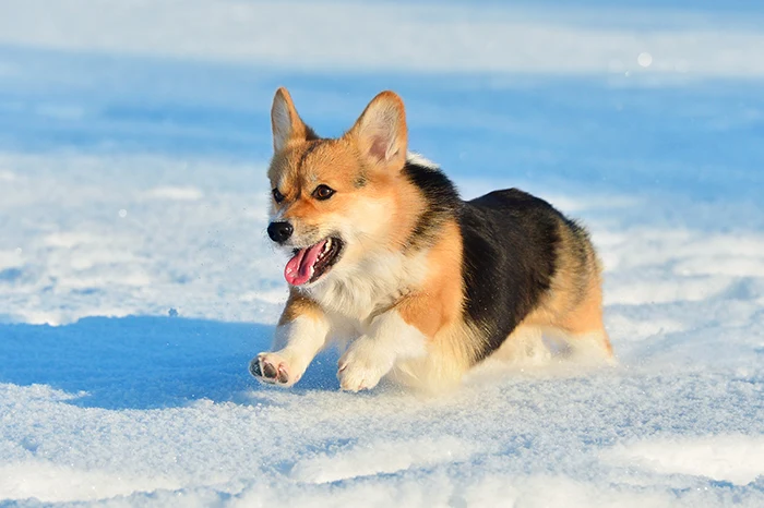 Radostný welshký corgí běží po sněhu.
