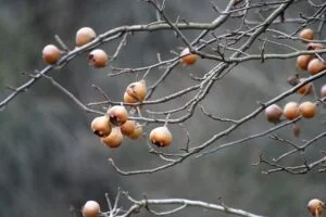 Starý strom s plody v zahradě