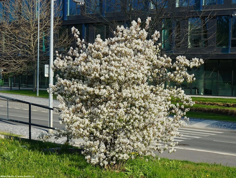 Květený keř muchovníku lamarckova na trávníku u silnice.