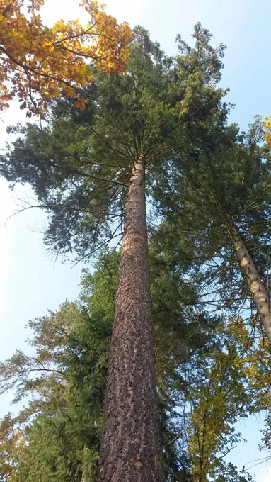 Vysoká douglaska tisolistá s jarními listy v lesu.