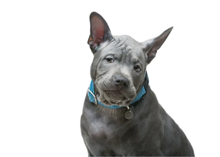 Thajský ridgeback s modrým obojkou na bílém pozadí.