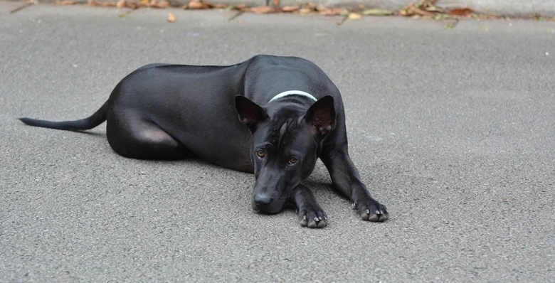 Černý thajský ridgeback leží na asfaltu s bílým obojkem.