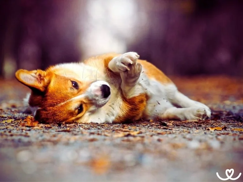 Hravý welsh corgi pes leží na zádech venku mezi listím.