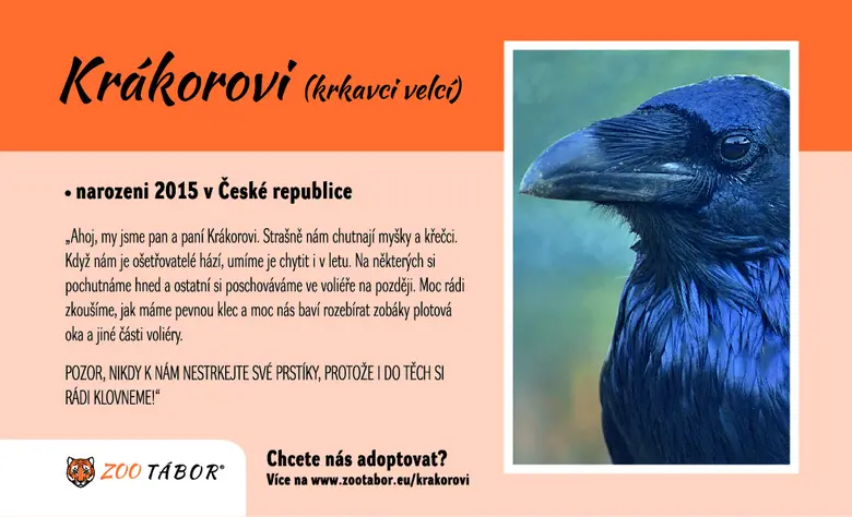 Velký krkavec v přírodě s informacemi o jeho chování.