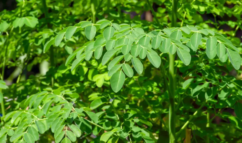Zelené listy rostliny moringa na slunečném pozadí